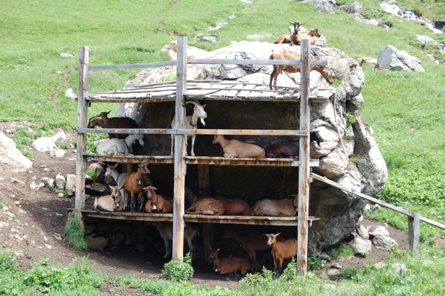 Rif. PIOXI alla Palla Bianca