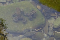 Acquacheta - rospi sul fondo.