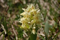 Monte Catria