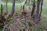 Monte Catria