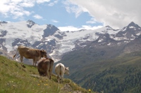 Rif. PIOXI alla Palla Bianca