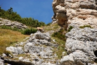 4 Passi nel Cadore - rif Antelao