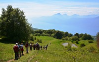 Fiori del monte Baldo