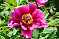 Fiori del monte Baldo