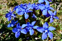 Fiori del monte Baldo