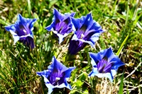 Fiori del monte Baldo