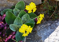 Fiori del monte Baldo