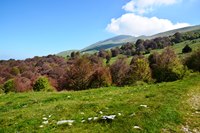 Fiori del monte Baldo