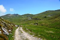 Fiori del monte Baldo