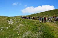 Fiori del monte Baldo