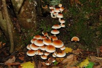 foreste casentinesi-funghi