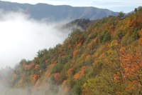 Corniolo - foreste casentinesi