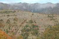 Corniolo - foreste casentinesi