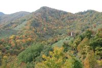 Corniolo - foreste casentinesi