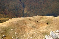 Da Monteorsaro al Cusna