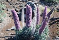 La Palma - La Gomera (Canarie)