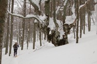 Da Casulie al monte Lancino