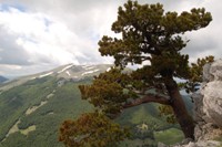Parco Nazionale del Pollino-pino loricato