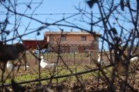 Pranzo di chiusura - Fattoria il Cotto