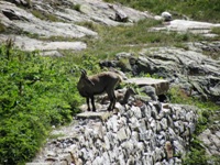 Alpi marettime rif. Valasco e Questa