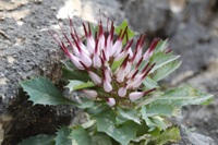 Raponzolo di roccia