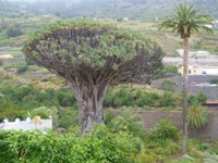 Tenerife - il drago millenario di Tenerife