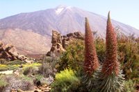 Tenerife - Viperina rossa ( Echium wildpretii )