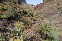 Tenerife - Barranco di Masca