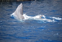 Tenerife - Avvistamento di delfini