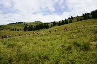 Passo Brocon - Trodo dei fiori