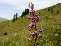 Passo Brocon - Trodo dei fiori