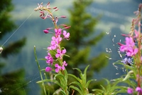 Passo Brocon - Trodo dei fiori