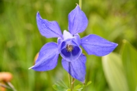 Val Formazza-aquilegia alpina