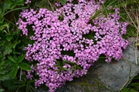 Val Formazza-Silene acaulis - Pan di Marmotta