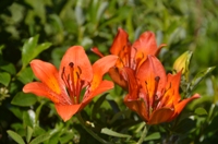 Traversata dalle Viote al monte Stivo