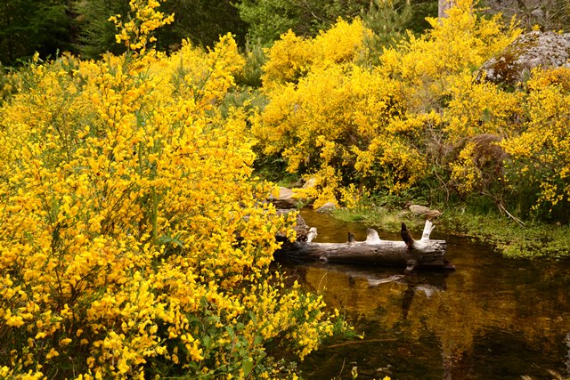 Parco nazionale dell'Aspromonte