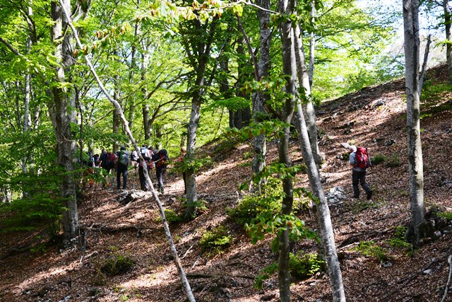 Fiori del monte Baldo