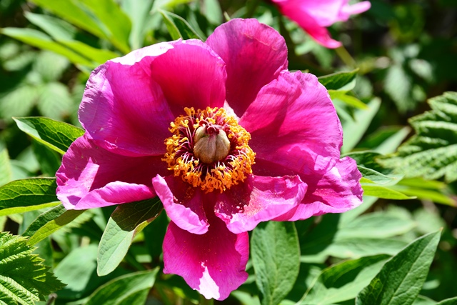 Fiori del monte Baldo