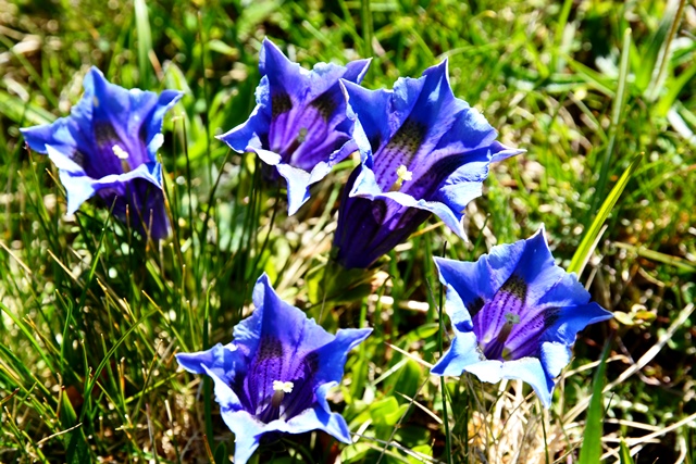 Fiori del monte Baldo
