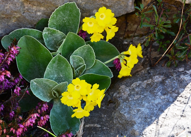 Fiori del monte Baldo