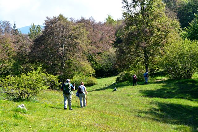 Fiori del monte Baldo