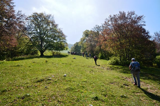 Fiori del monte Baldo