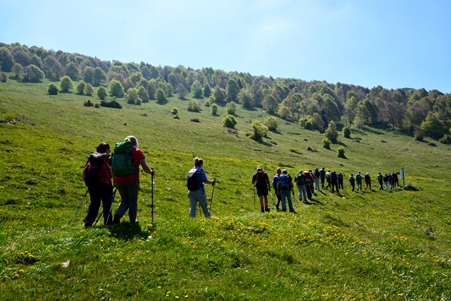 Fiori del monte Baldo