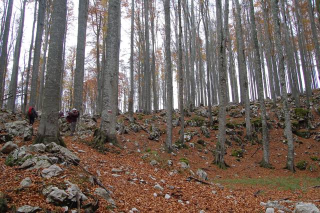 Pian del Cansiglio