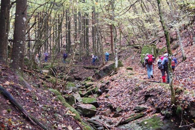 Corniolo - foreste casentinesi