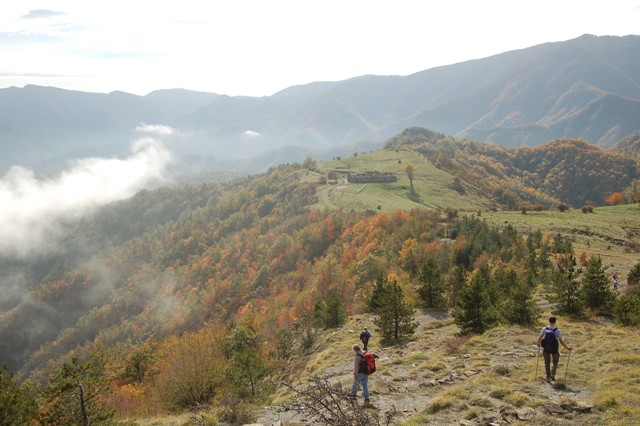 Corniolo - foreste casentinesi