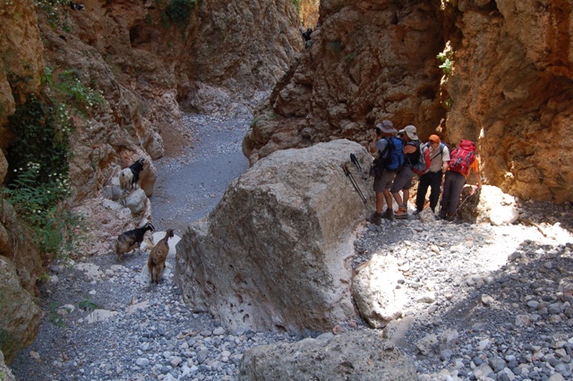 Creta ovest - Gole di Aradena