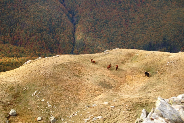 Da Monteorsaro al Cusna