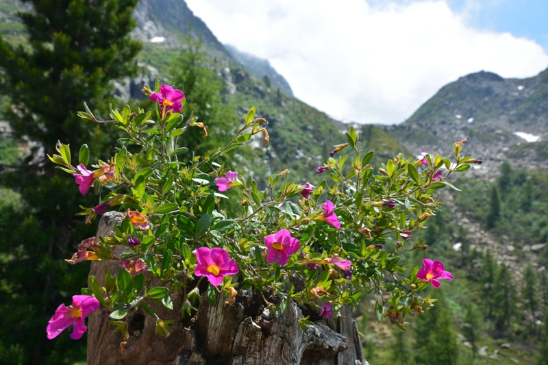 passo Cagnon  gruppo del Lagorai