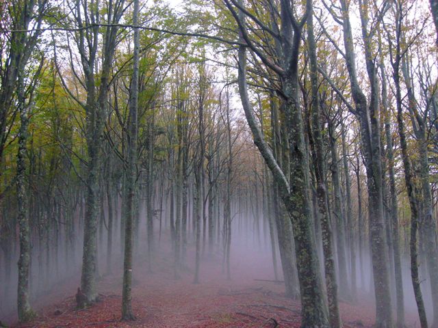 foreste Casentinesi - la Lama